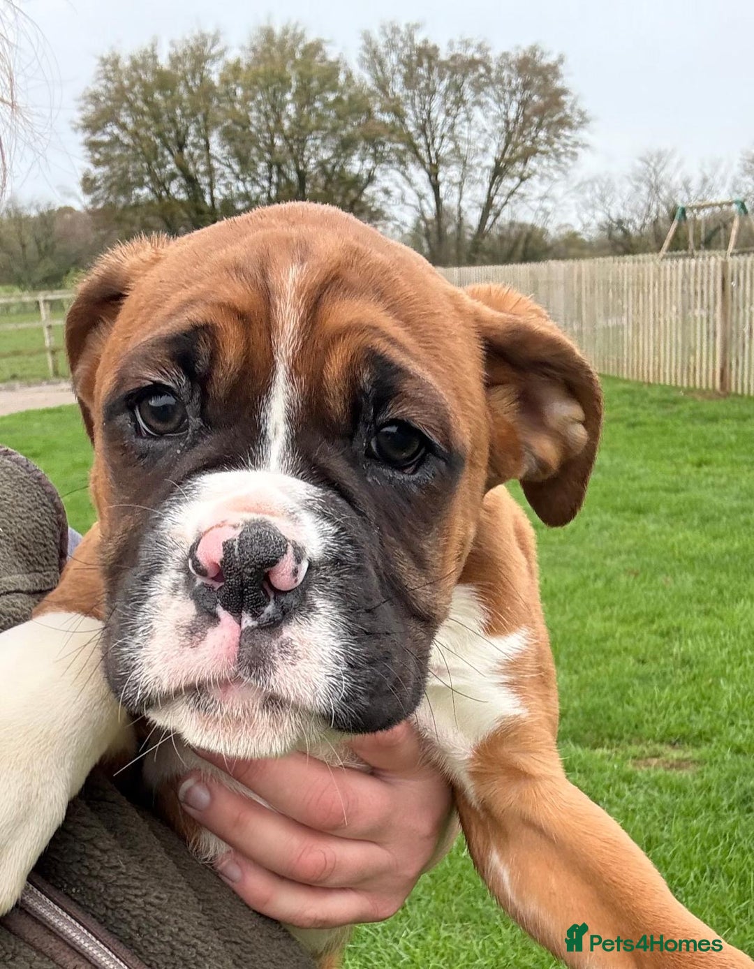 Boxer dogs for sale: READY TO GO Bobbed Tailed Boxers  - Advert 2
