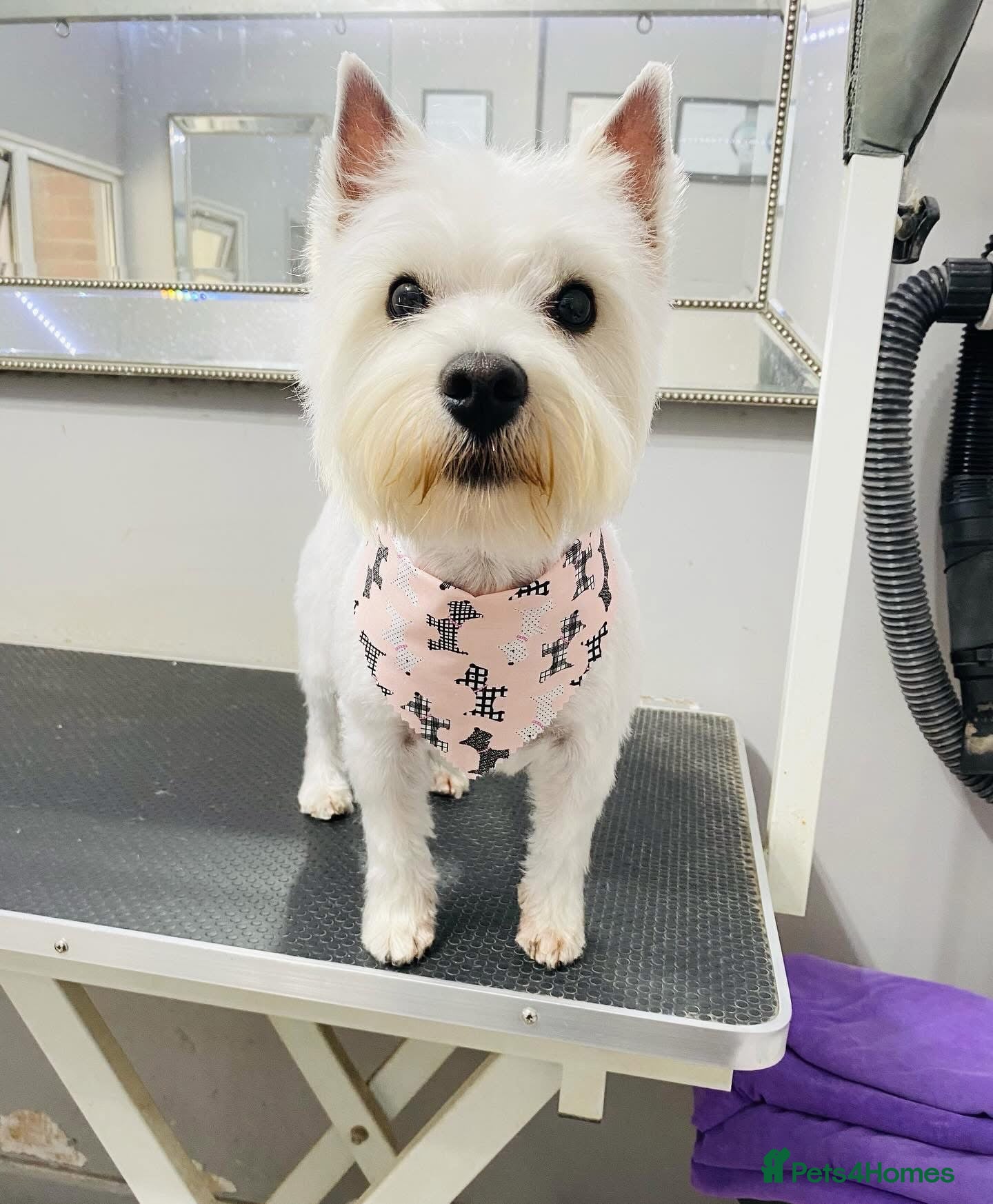 West Highland Terrier dogs for sale: Beautiful Westie puppies  - Advert 4
