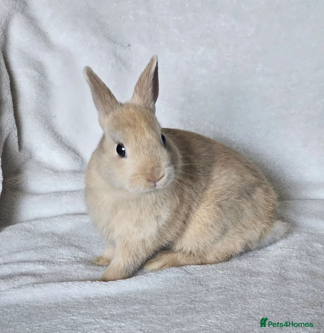 Netherland Dwarf rabbits for sale: Netherland Dwarf boy - Advert 5
