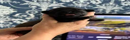 Staffordshire Bull Terrier dogs for sale: 🖤💙 Stunning Litter - Advert 17