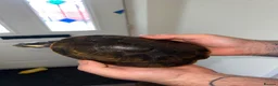 Turtle reptiles for sale: 2x Orange belly side neck with full setup - Advert 8
