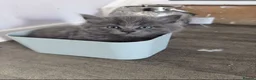 British Longhair cats for sale: GREY FLUFFY KITTEN* NEED TO GO ASAP* - Advert 3