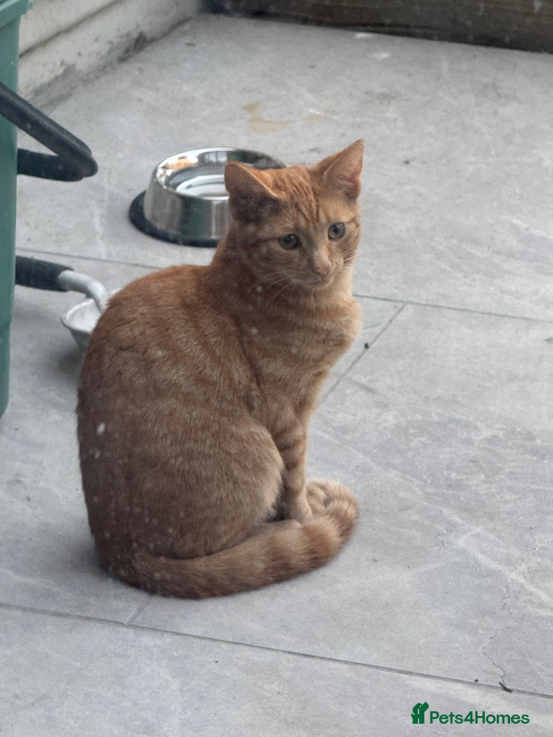 Mixed Breed cats for sale: Kitten Looking for a Loving Home 🐾 - Image 2