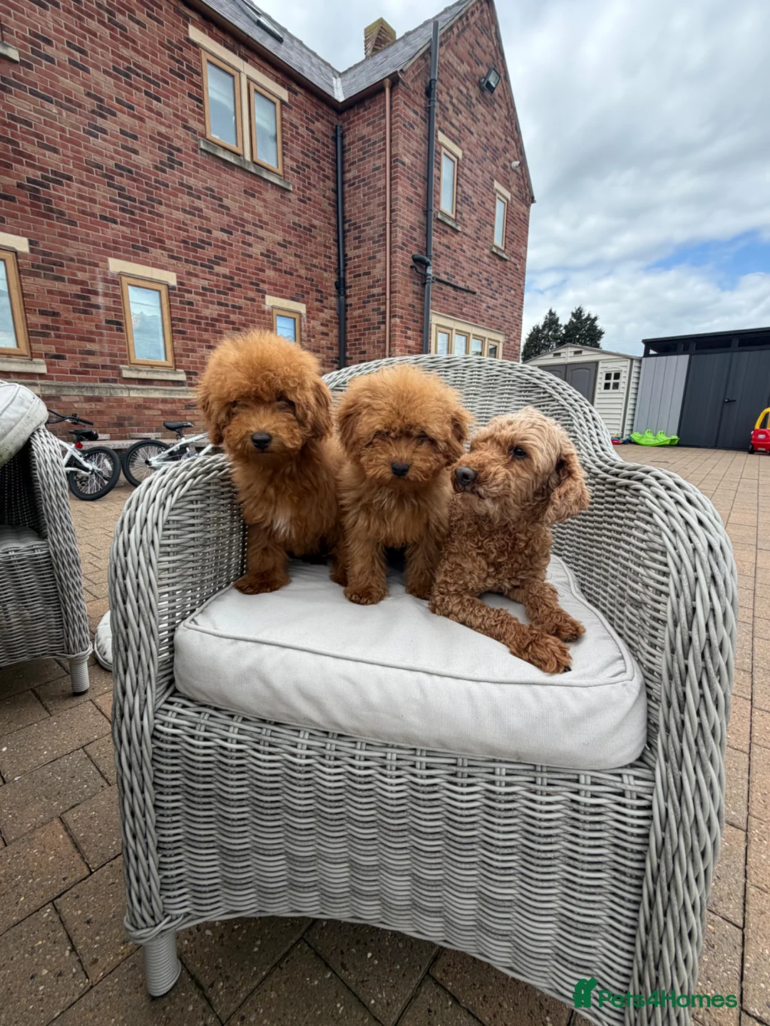 Toy Poodle dogs for sale: Toy poodle - Advert 1