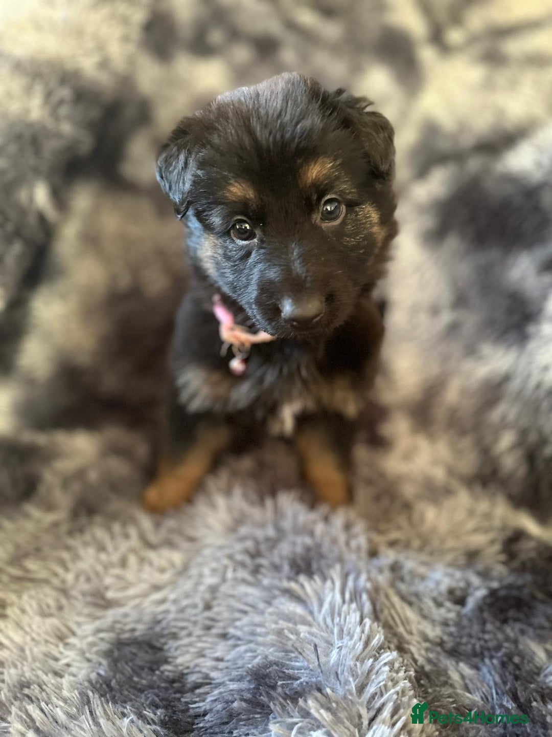 German Shepherd dogs for sale: READY TO LEAVE German shepherd puppies - Advert 6