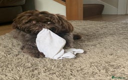 Shih Tzu dogs for stud: KC Karashishi Imperial Chocolate/Lavender Stud in Derby - Image 7
