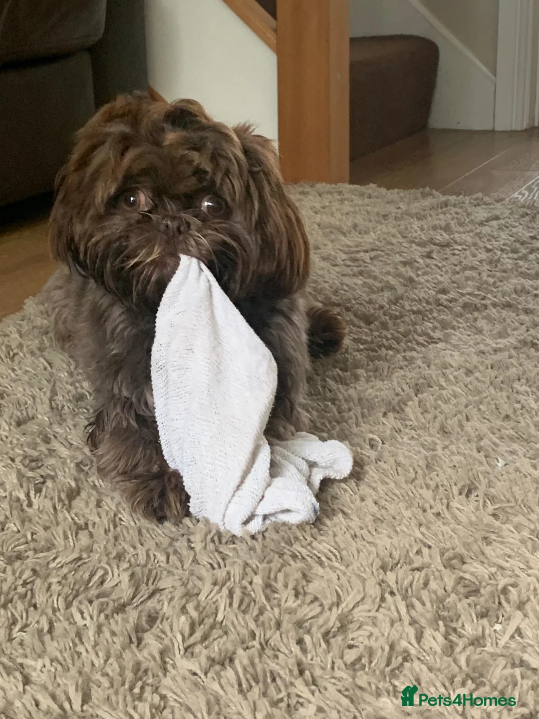 Shih Tzu dogs for stud: KC Karashishi Imperial Chocolate/Lavender Stud in Derby - Advert 8