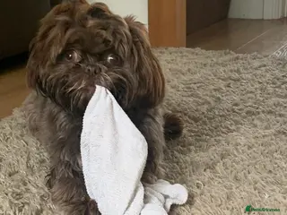 Shih Tzu dogs KC Karashishi Imperial Chocolate/Lavender Stud - Advert 8