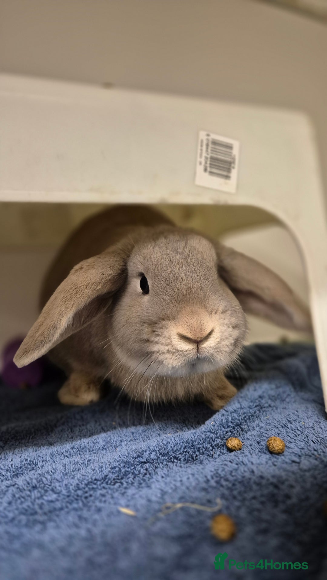 Dwarf Lop rabbits for sale: Huxley dwarf lop vaccinated,and castrated  - Advert 4