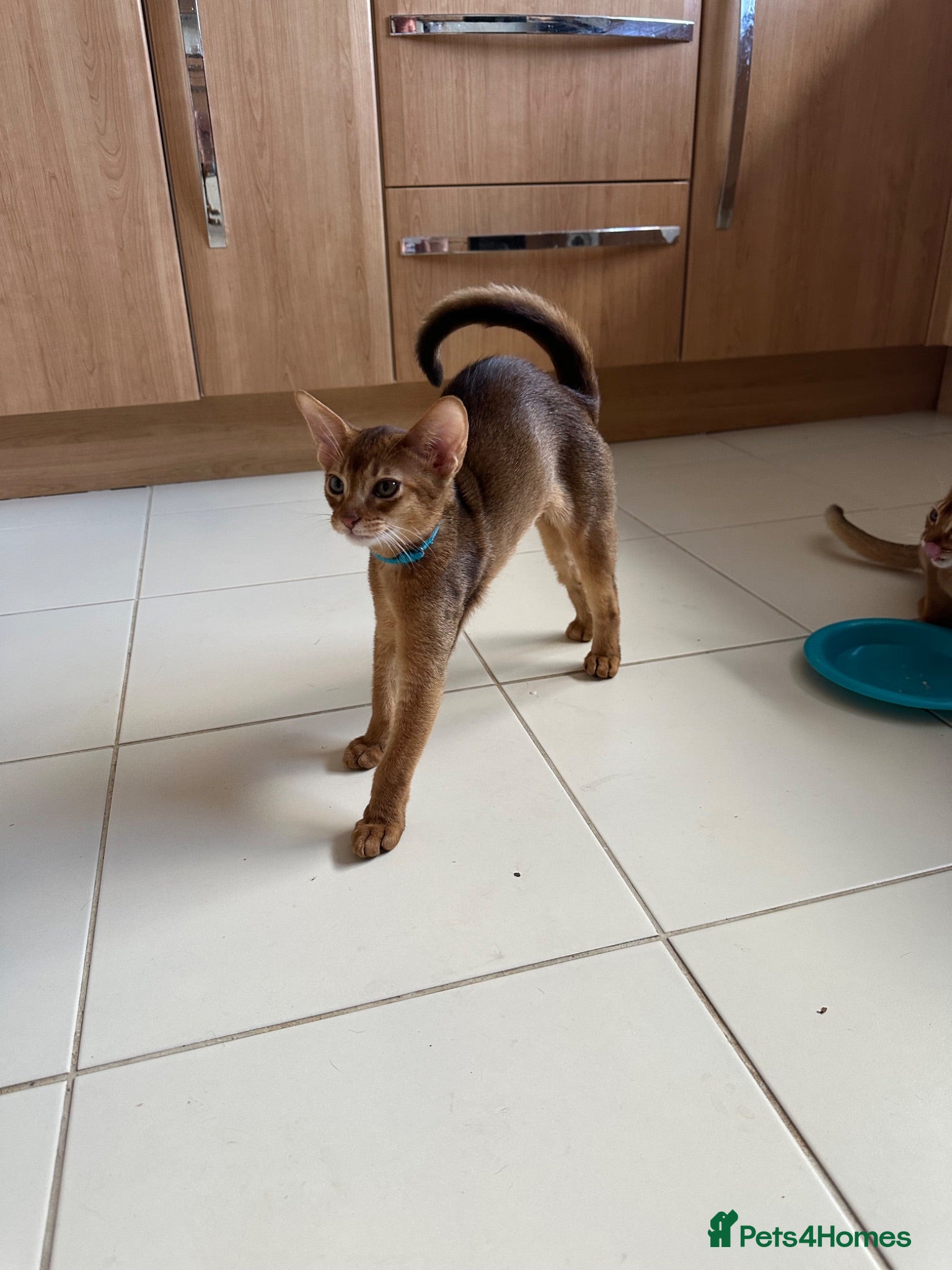 Abyssinian cats Abyssinian kittens  - Advert 5