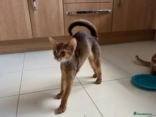 Abyssinian cats Abyssinian kittens - Advert 5