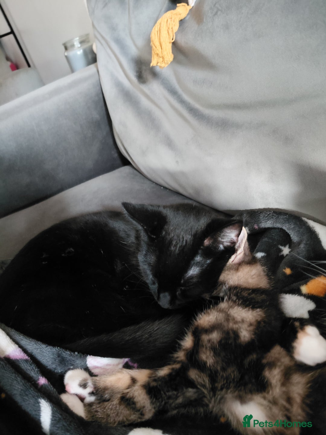 Domestic Shorthair cats for sale: Rehoming 3 loving cats - not looking for £50  - Advert 4