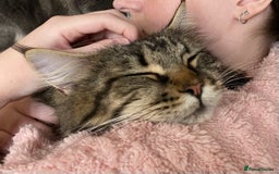 Maine Coon cats for sale: TICA Pedigree Stunning Cuddly 1 Year Old Female - Image 3