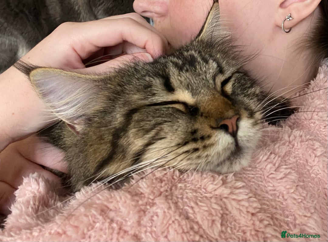 Maine Coon cats for sale: TICA Pedigree Stunning Cuddly 1 Year Old Female - Image 3