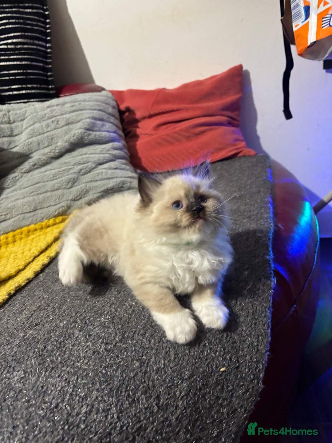 Ragdoll cats for sale: Pure Fluffy Ragdoll kittens - Image 10