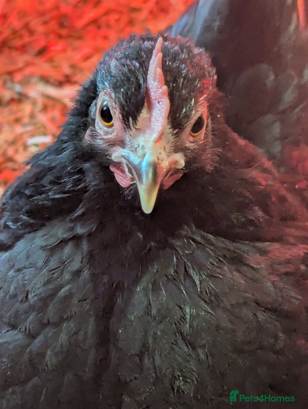 Chickens poultry for sale: Bantams available  - Advert 2