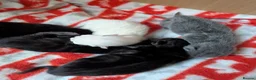 Mixed Breed cats for sale: Kittens in Plymouth - Advert 16