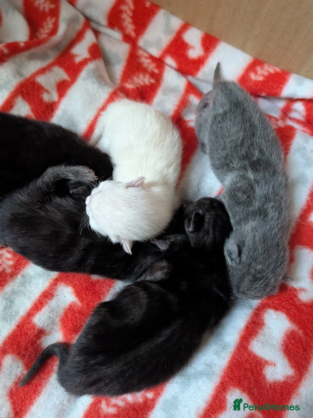 Mixed Breed cats for sale: Kittens in Plymouth - Advert 16