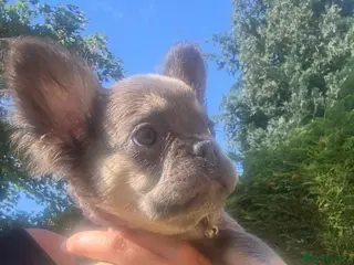 French Bulldog dogs Kc registered fluffy French bulldog pups - Advert 1