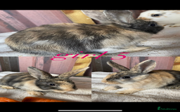 Mini Lion Lop rabbits for sale: mixed litter of mini lion lops - Image 6