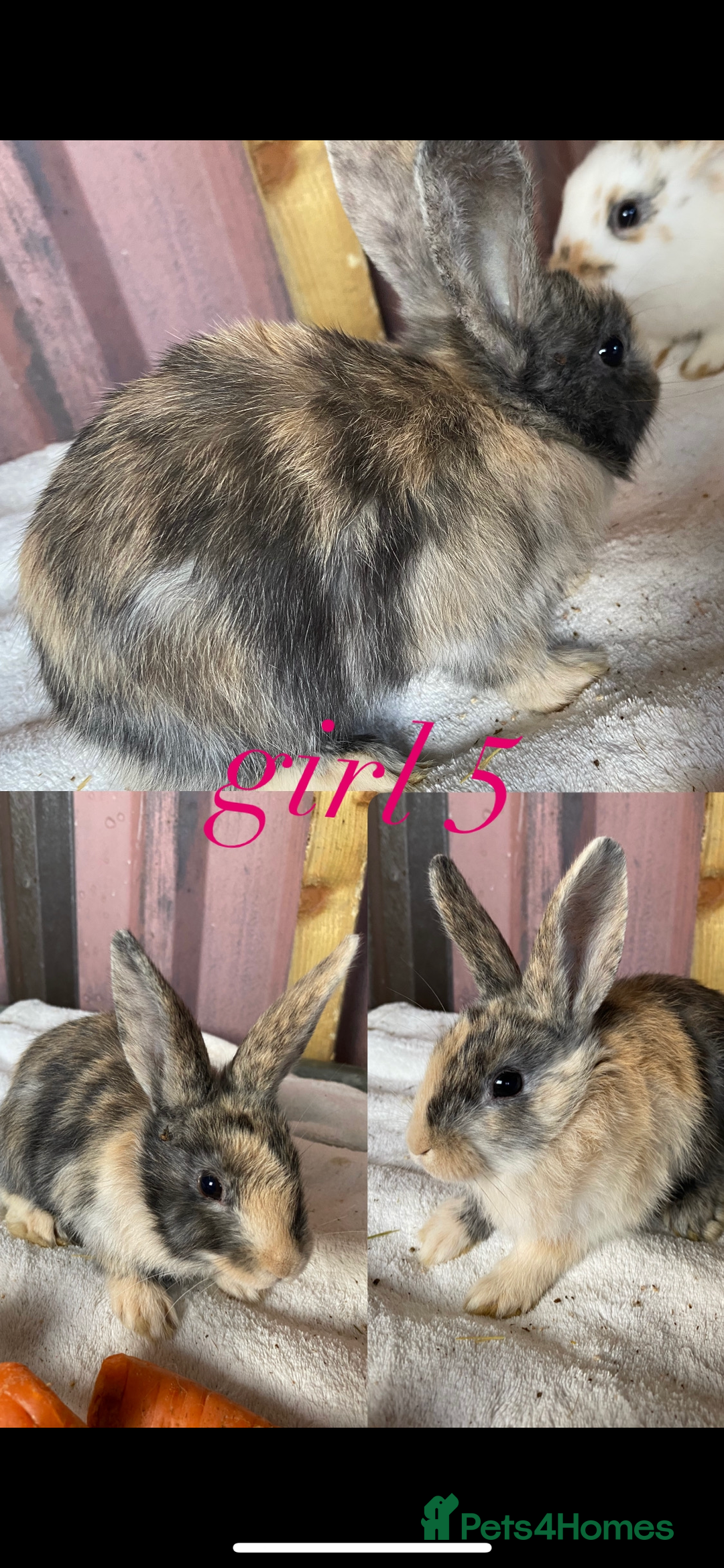 Mini Lion Lop rabbits for sale: mixed litter of mini lion lops - Image 6