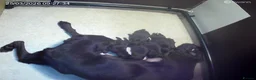 Labrador Retriever dogs for sale: Ready to leave female chocolate labrador KC puppy - Advert 2