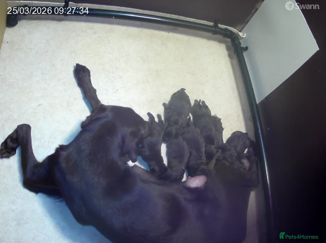 Labrador Retriever dogs for sale: Ready to leave female chocolate labrador KC puppy - Advert 2