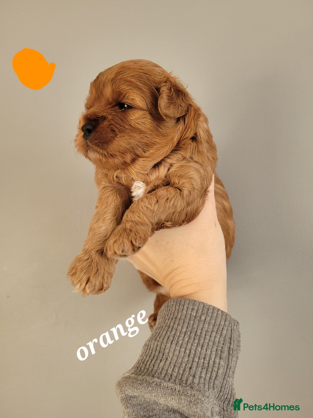 Cavapoo dogs for sale: Adorable mini Cavapoo puppies F1bb - Advert 8