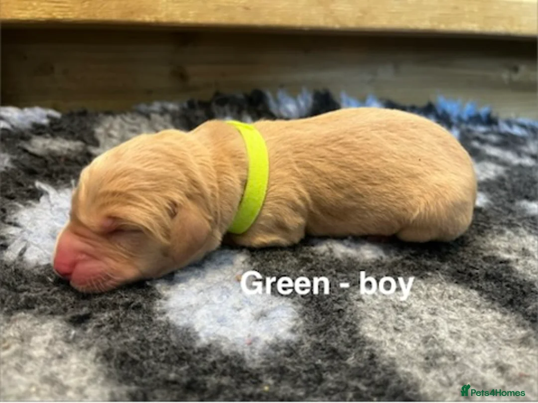Labrador Retriever dogs for sale: Beautiful KC Labrador Puppy-only 1 black girl left - Advert 17
