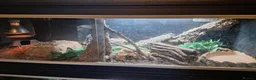 Garter Snake reptiles for sale: CB23 red sided garter snake  - Advert 4