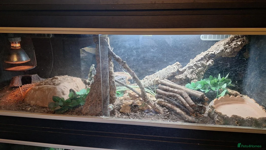 Garter Snake reptiles for sale: CB23 red sided garter snake  - Advert 4