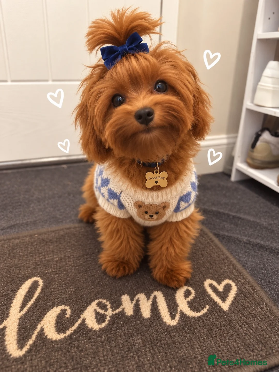 Maltipoo dogs for sale: Tiny Asian Maltipoo  - Advert 1