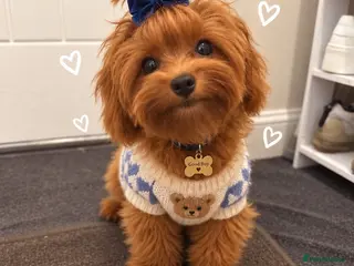 Maltipoo dogs Tiny Asian Maltipoo - Advert 1