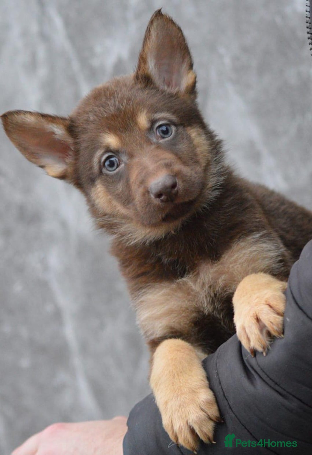 German Shepherd dogs for sale: KC Registered Working Line German Shepherd Puppies - Advert 19