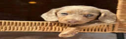 Miniature Dachshund dogs for sale: KC STUNNING COLOURED BLUE EYED SMOOTH & LONG COATS - Advert 29
