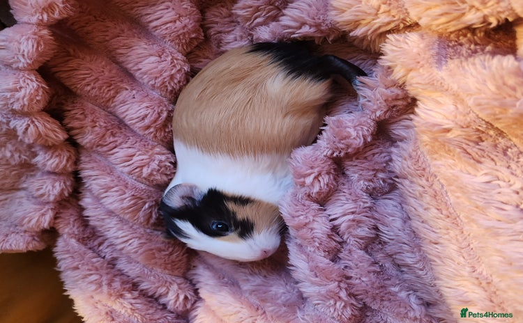 Guinea Pig rodents - Advert 2