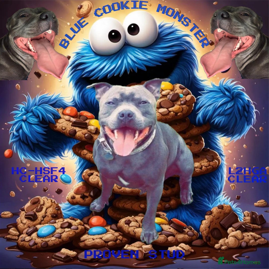 Staffordshire Bull Terrier dogs for stud: PROVEN KC REGISTERED STAFFORDSHIRE BULL TERRIER in Bradford - Advert 1