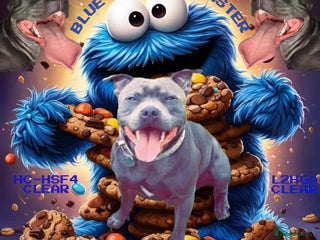 Staffordshire Bull Terrier dogs in Bradford - Advert 11