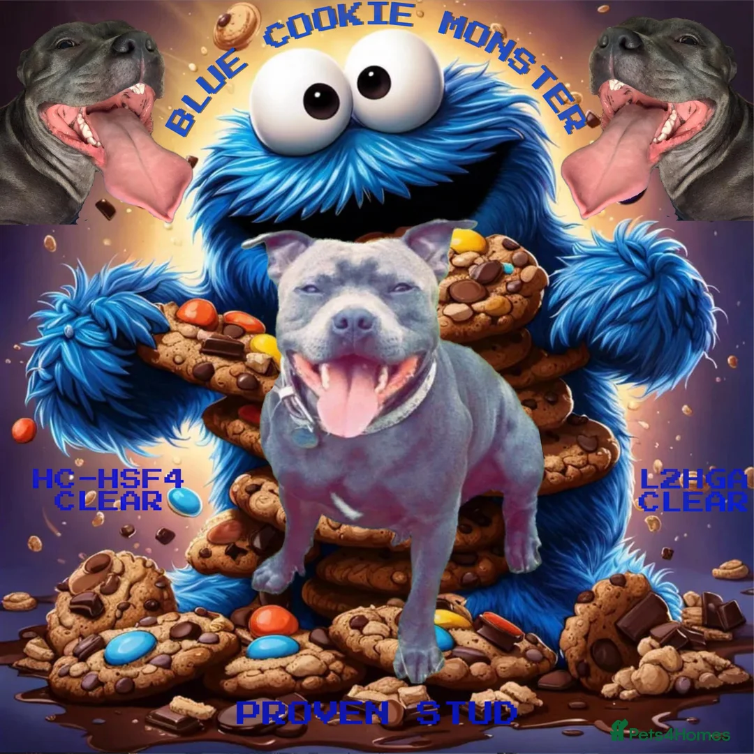 Staffordshire Bull Terrier dogs for stud: PROVEN KC REGISTERED STAFFORDSHIRE BULL TERRIER in Bradford - Advert 1