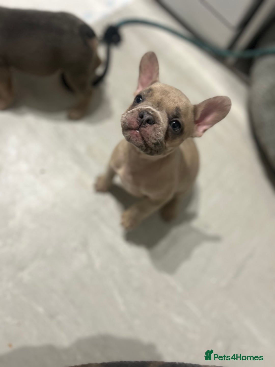 French Bulldog dogs for sale:  8 Gorgeous lap warmers 🐶  - Advert 9