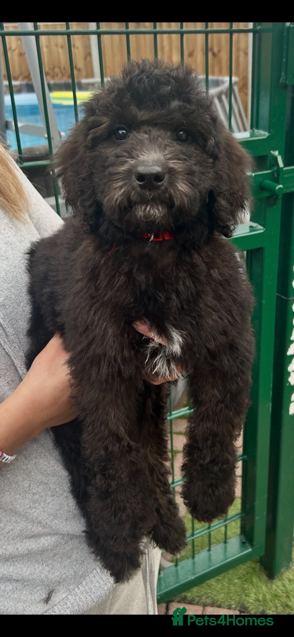 Labradoodle dogs Chunky health tested f1bb standard labradoodles  - Advert 2