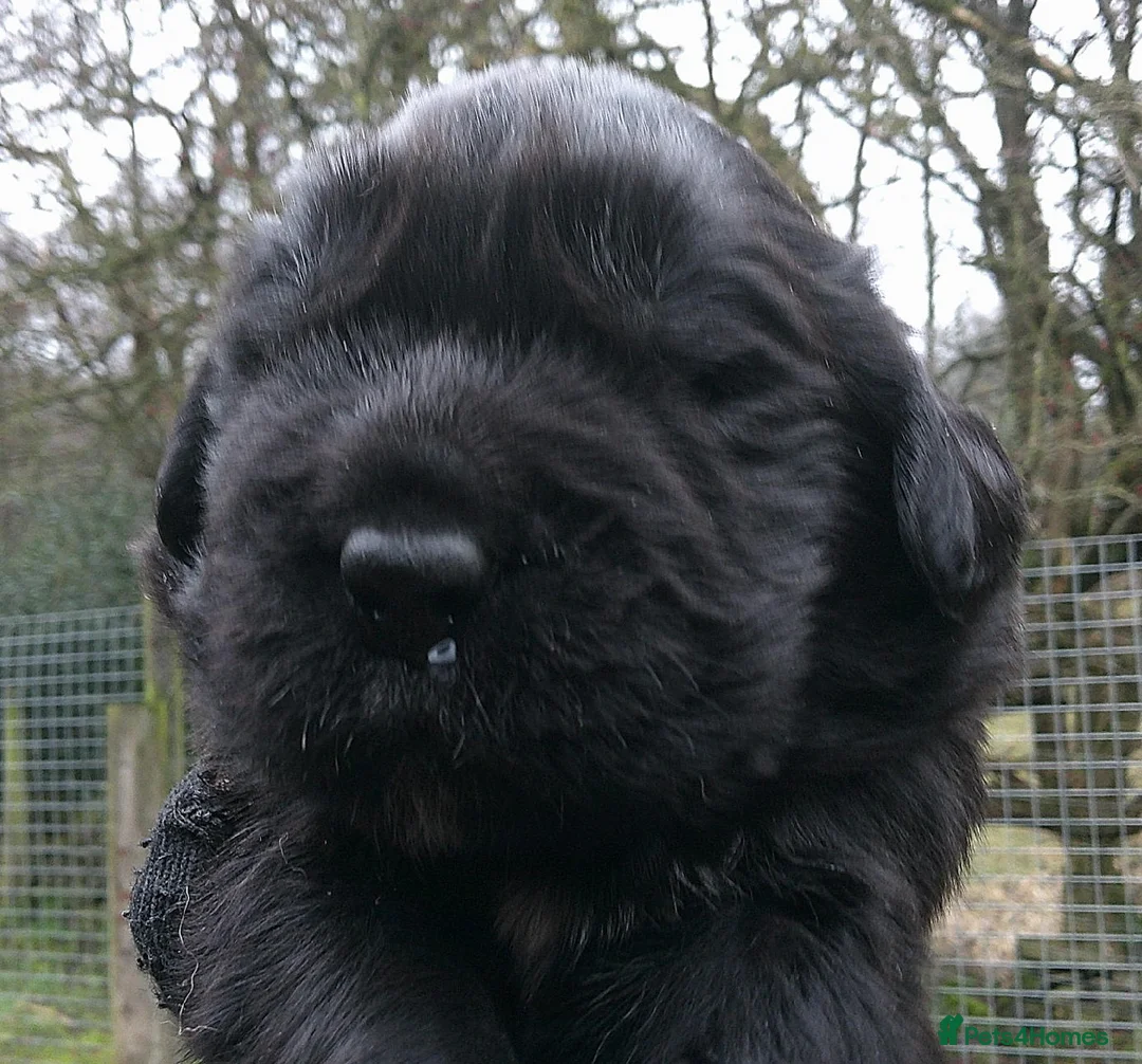 Newfoundland dogs for sale: Newfoundland puppies - Advert 8