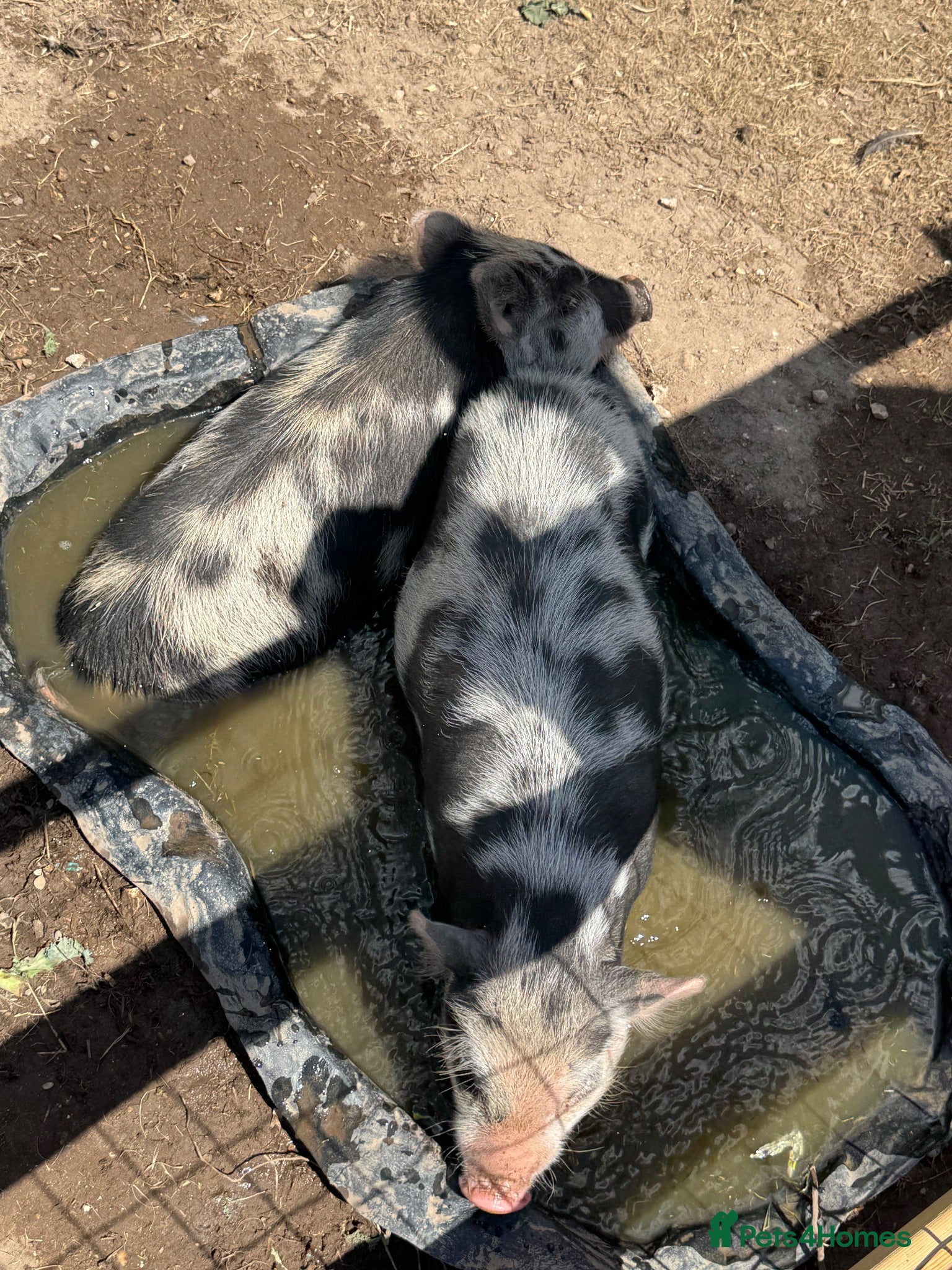 Pig livestock Gloucestershire spot pige  - Advert 3