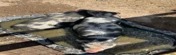 Pig livestock for sale: Gloucestershire spot pige  in Bury Saint Edmunds - Advert 1