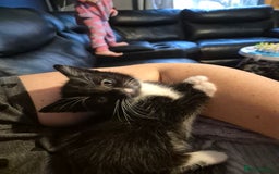 Mixed Breed cats for sale: Gorgeous kittens long and short haired - Image 9