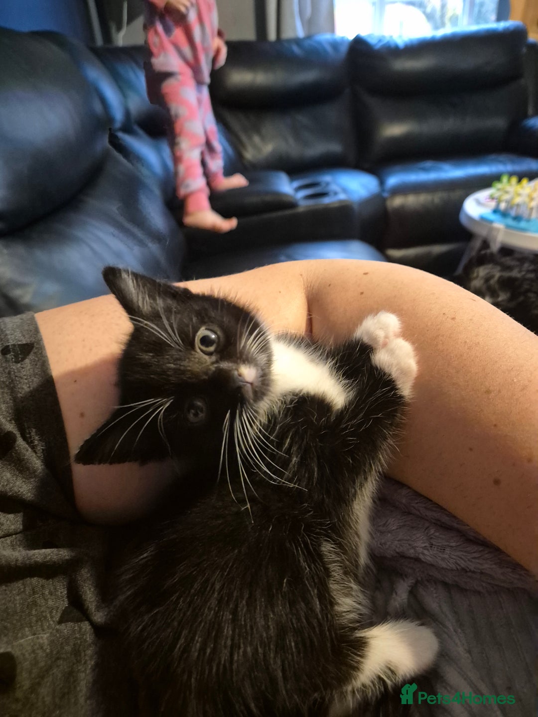 Mixed Breed cats for sale: Gorgeous kittens long and short haired - Image 9