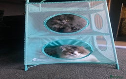 Persian cats for sale: Brother and sister around 18 months old - Image 1