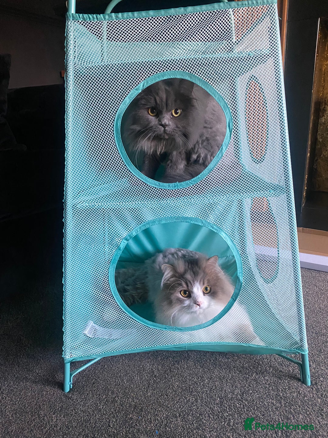 Persian cats for sale: Brother and sister around 18 months old - Image 1