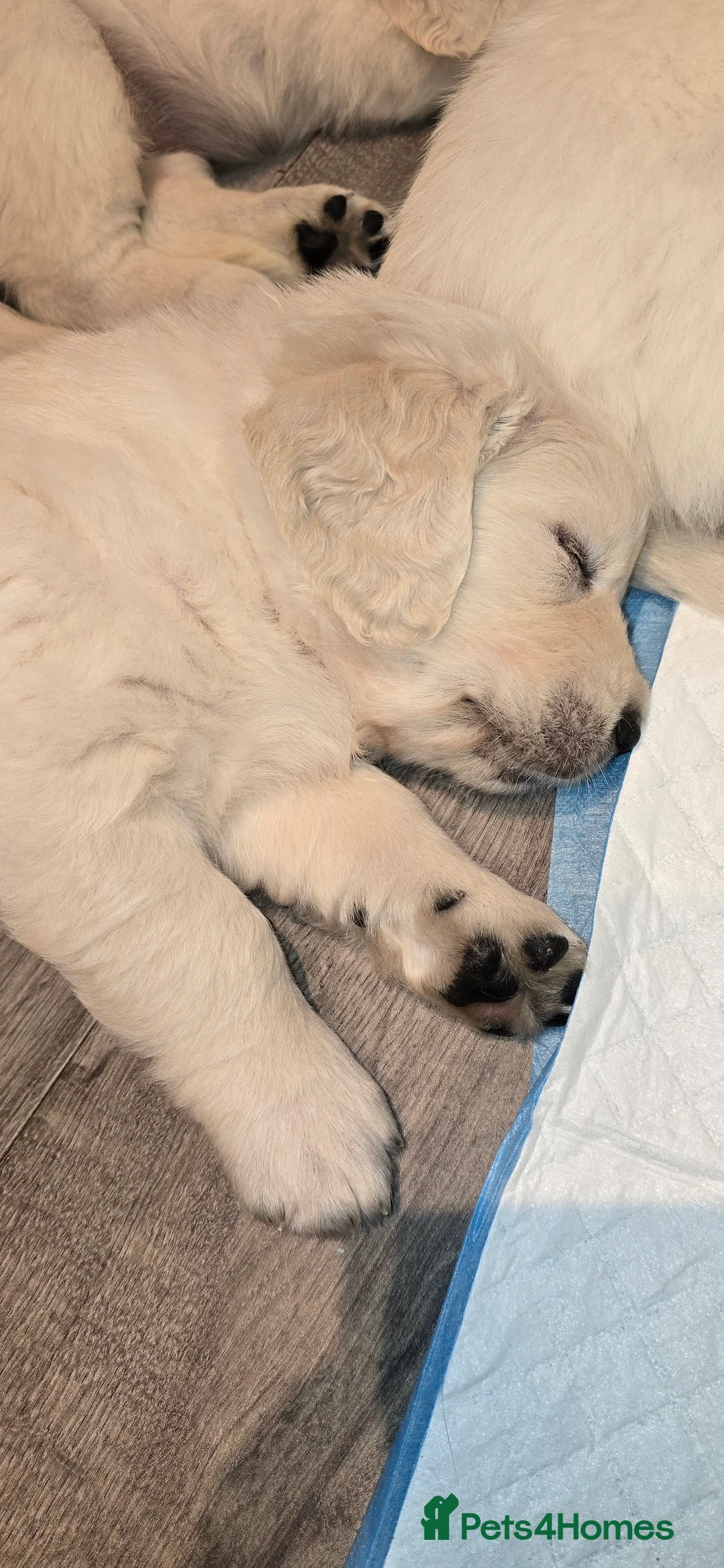 Golden Retriever dogs for sale: Adorable white Golden Retriever - Advert 31