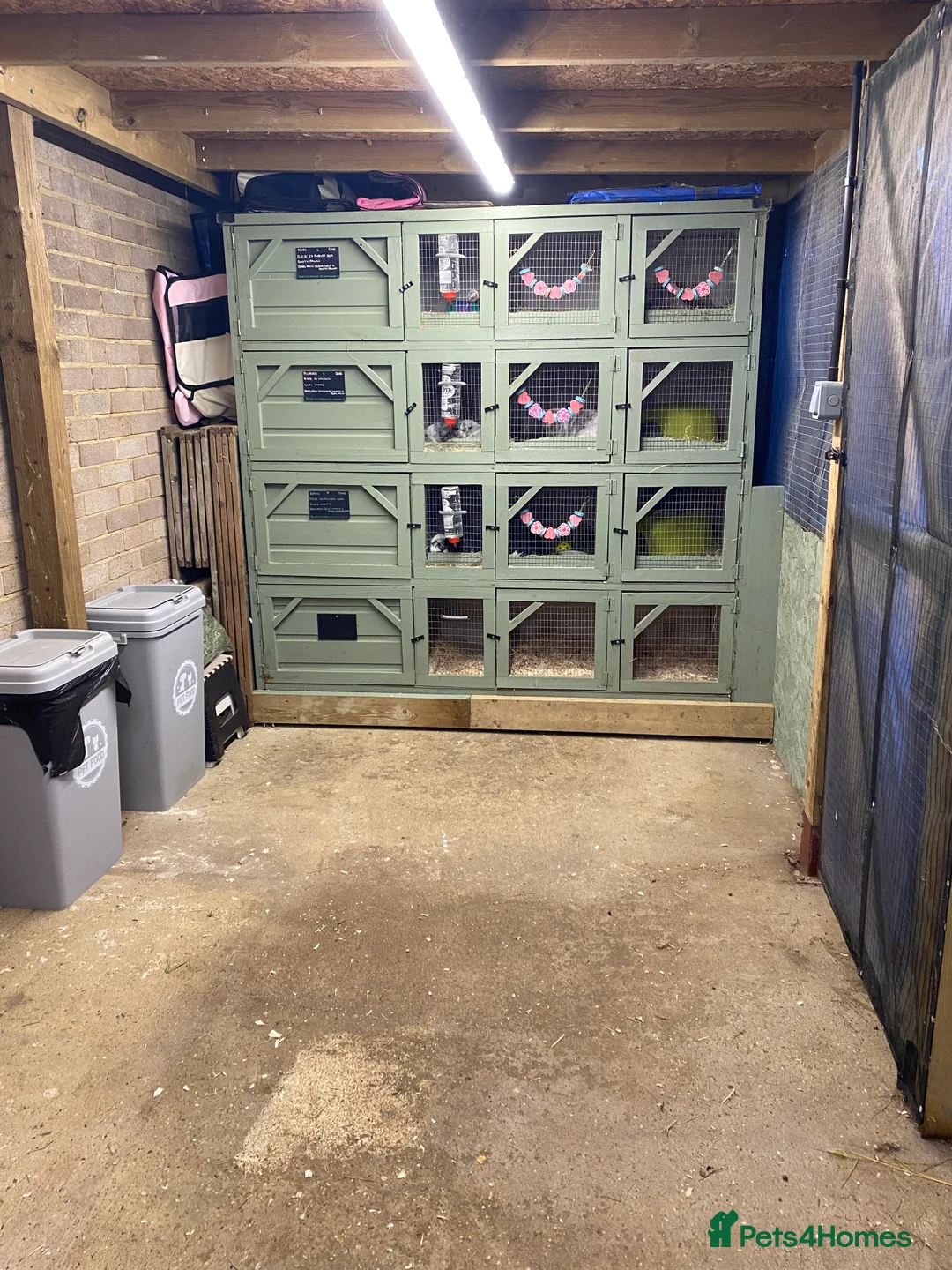 Mini Lop rabbits for sale: Purebred Baby Mini Lops - Advert 18